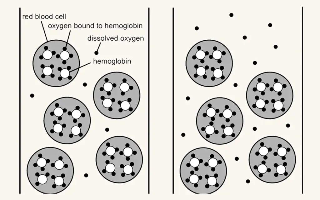 distribution-of-oxygen-in-blood-vessels-normobaric-vs-mild-hyperbaric-conditions