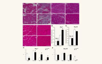 Enhancing Muscle Regeneration with Mild Hyperbaric Oxygen Therapy