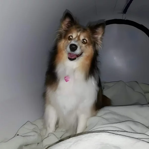 hyperbaric-chamber-interior-with-dog