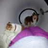 newtone-hyperbaric-chamber-interior-dogs